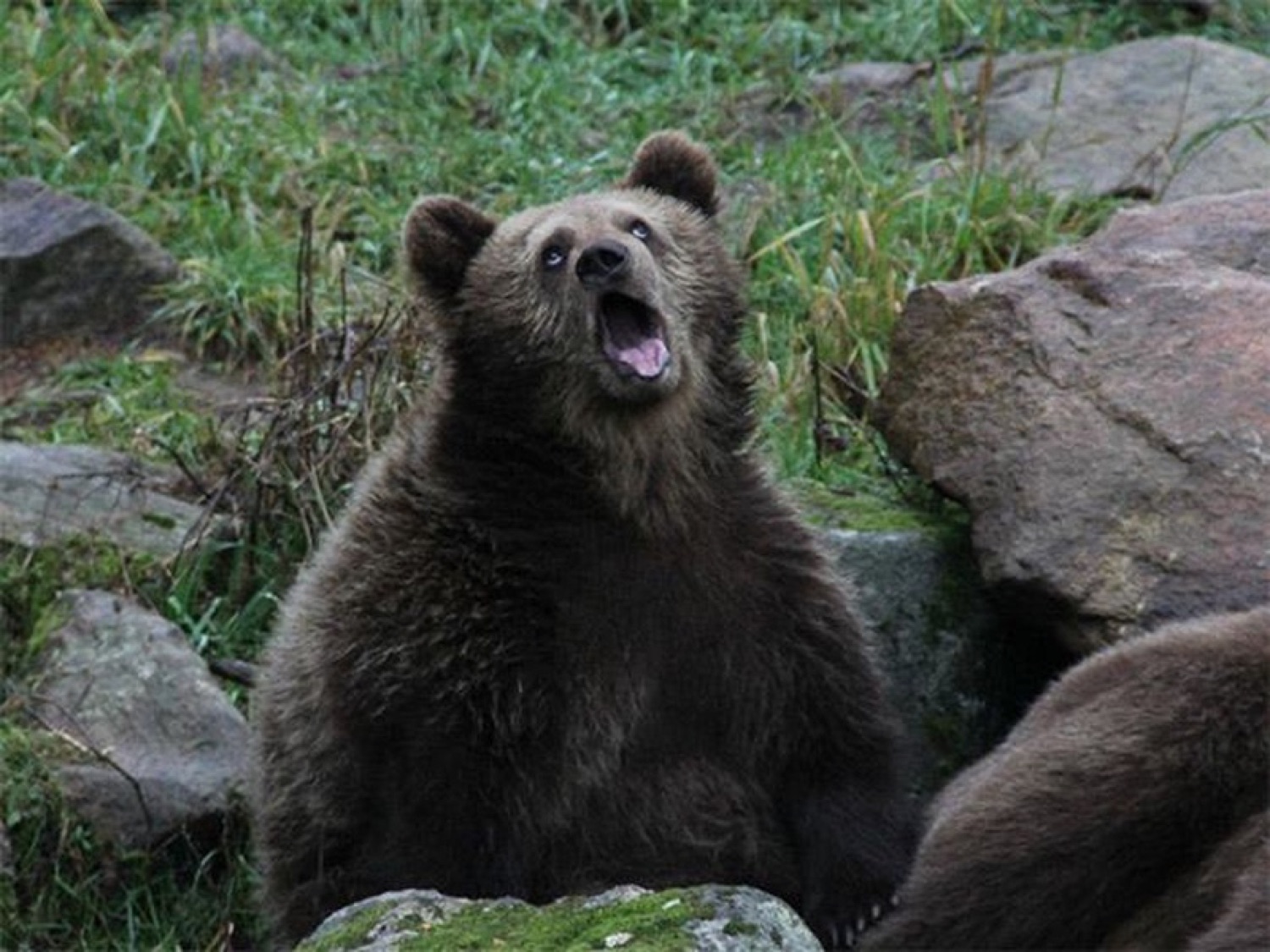 Brown bear sitting on rocks with its head tilted back and mouth open mid-howl