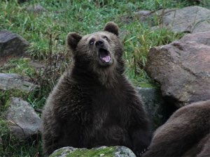 Brown bear sitting on rocks with its head tilted back and mouth open mid-howl