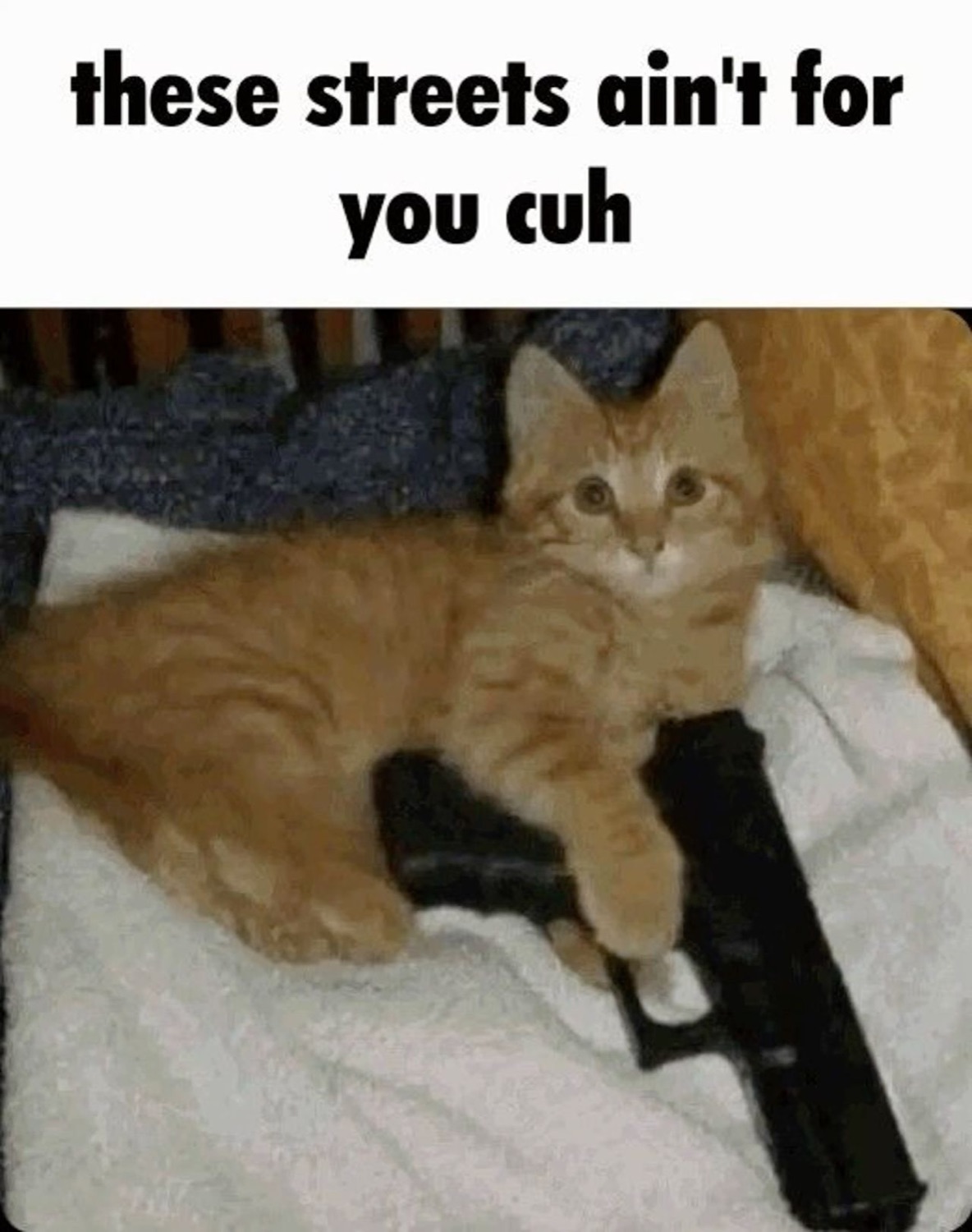 Orange tabby kitten sitting on a gun with 'these streets ain't for you cuh' above