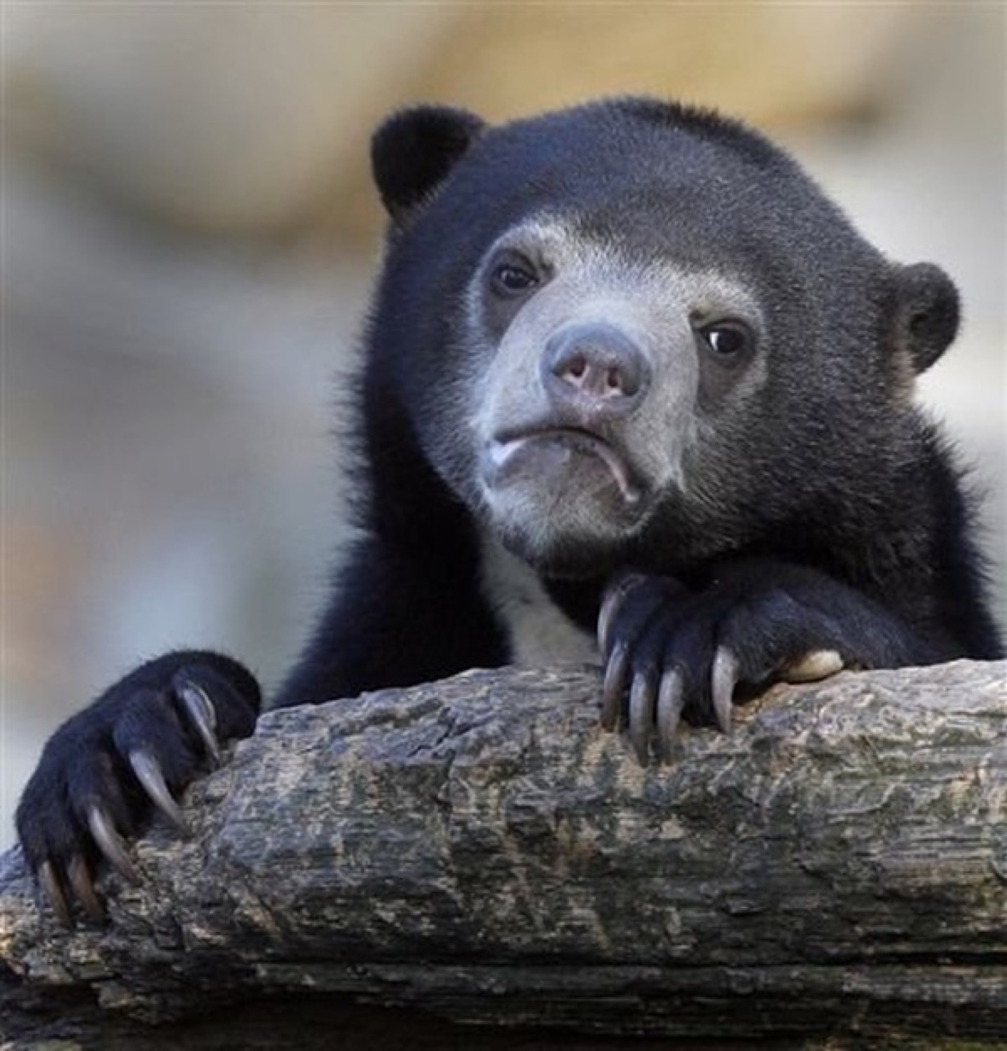 Sun bear resting its chin on a log with a deeply disappointed, moody stare