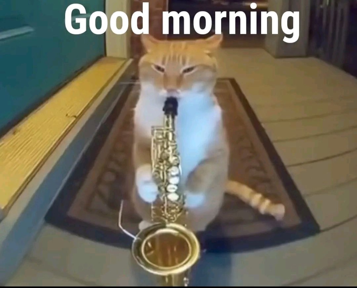 Cat playing a saxophone: 'Good morning'
