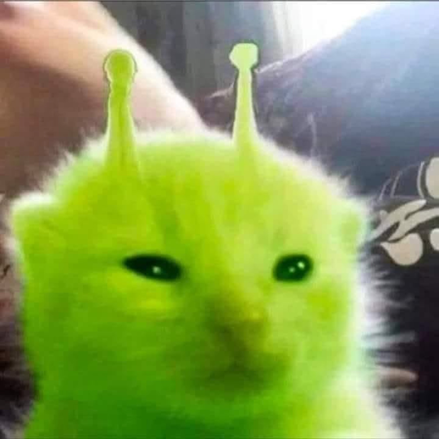 Kitten edited bright green with antennae like an alien, glaring with a flat stare