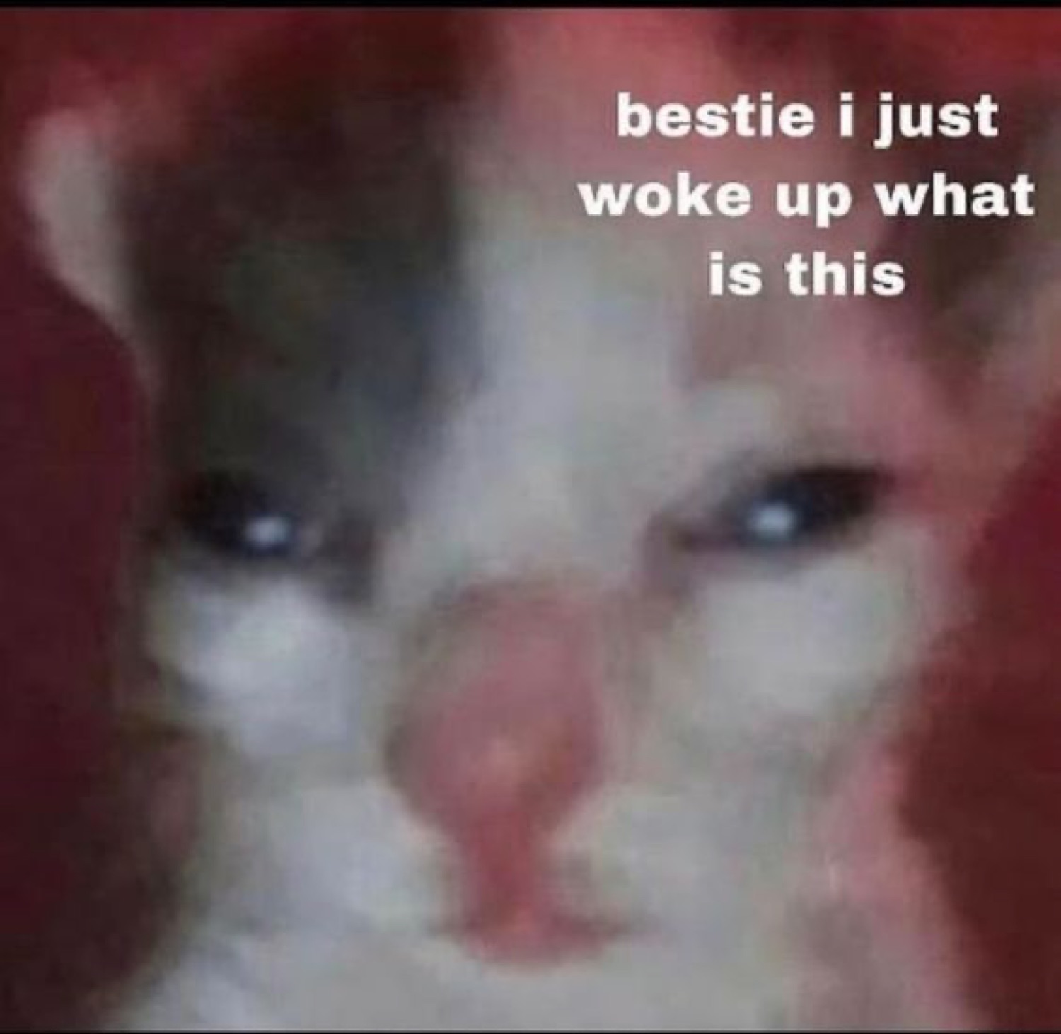 Disheveled kitten with intense glowing eyes captioned 'bestie i just woke up what is this'
