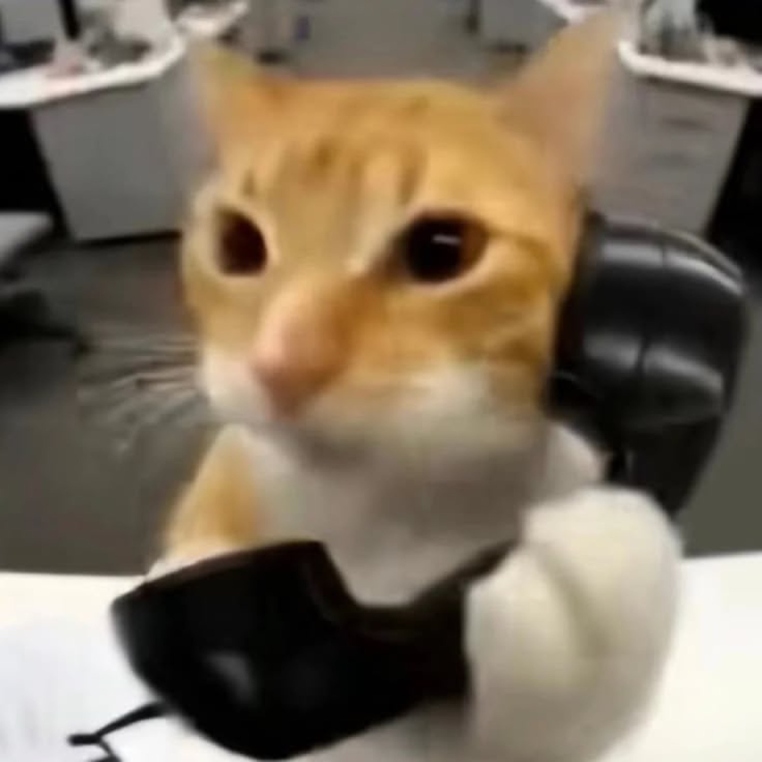 Orange cat holding a phone to its ear with a flat, unimpressed deadpan look