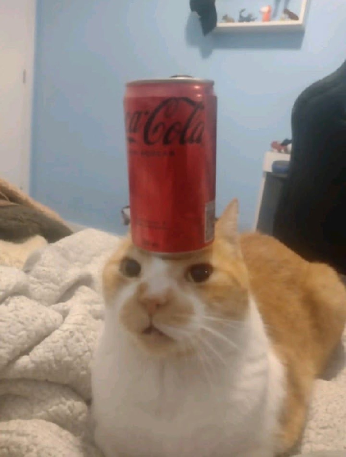 Orange and white cat staring ahead in disbelief with a Coca-Cola can balanced on its head