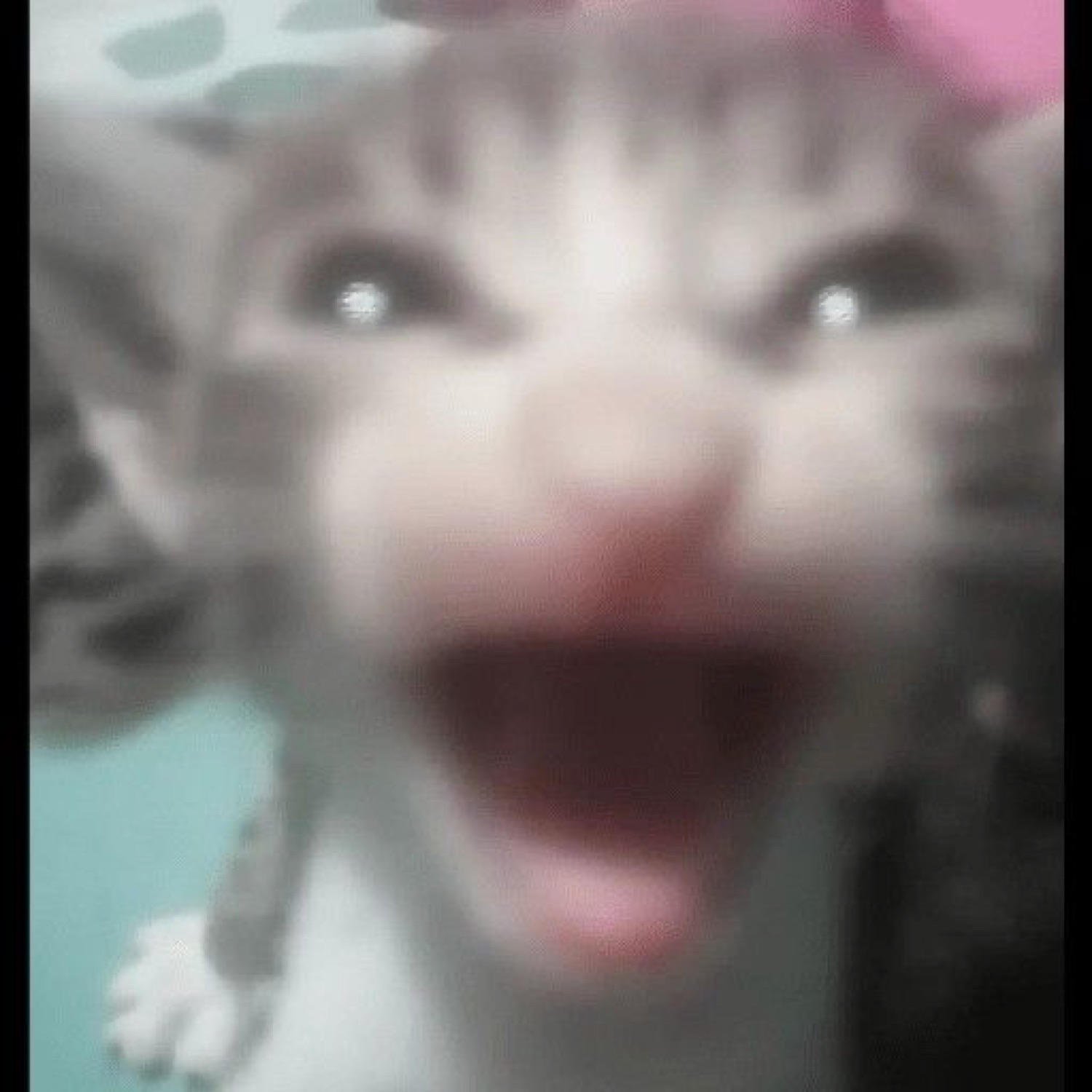 Blurry kitten mid-scream with its mouth wide open