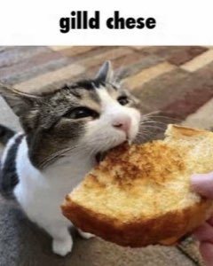 Tabby cat biting into grilled cheese with absolute conviction