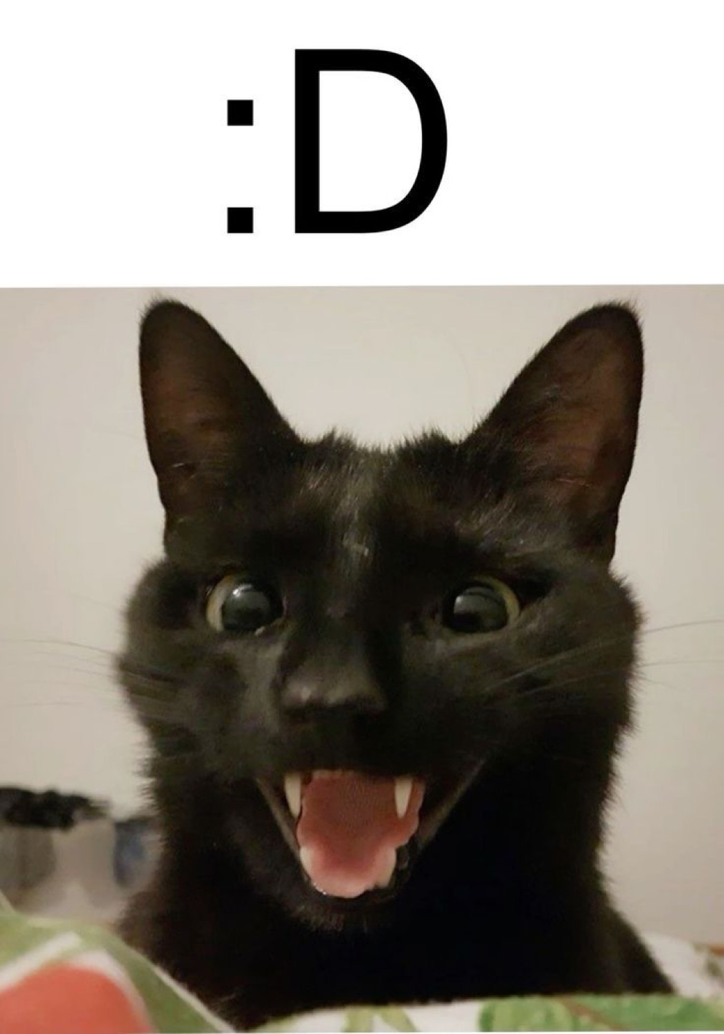 Black cat with mouth wide open matching the ':D' emoticon perfectly above it