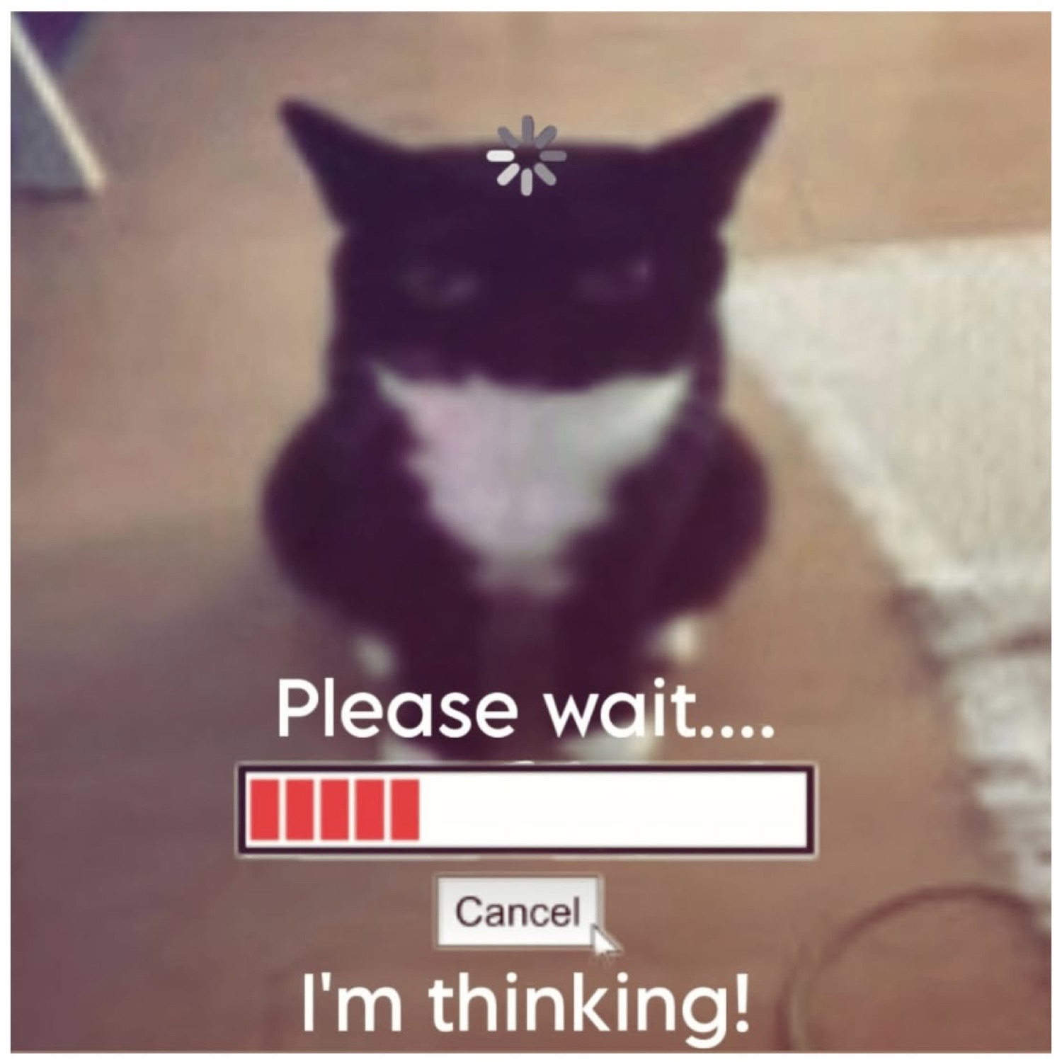 Tuxedo cat staring dead ahead over a 'Please wait.... I'm thinking!' loading bar
