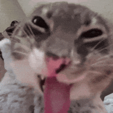 Cat licking the camera with its tongue out