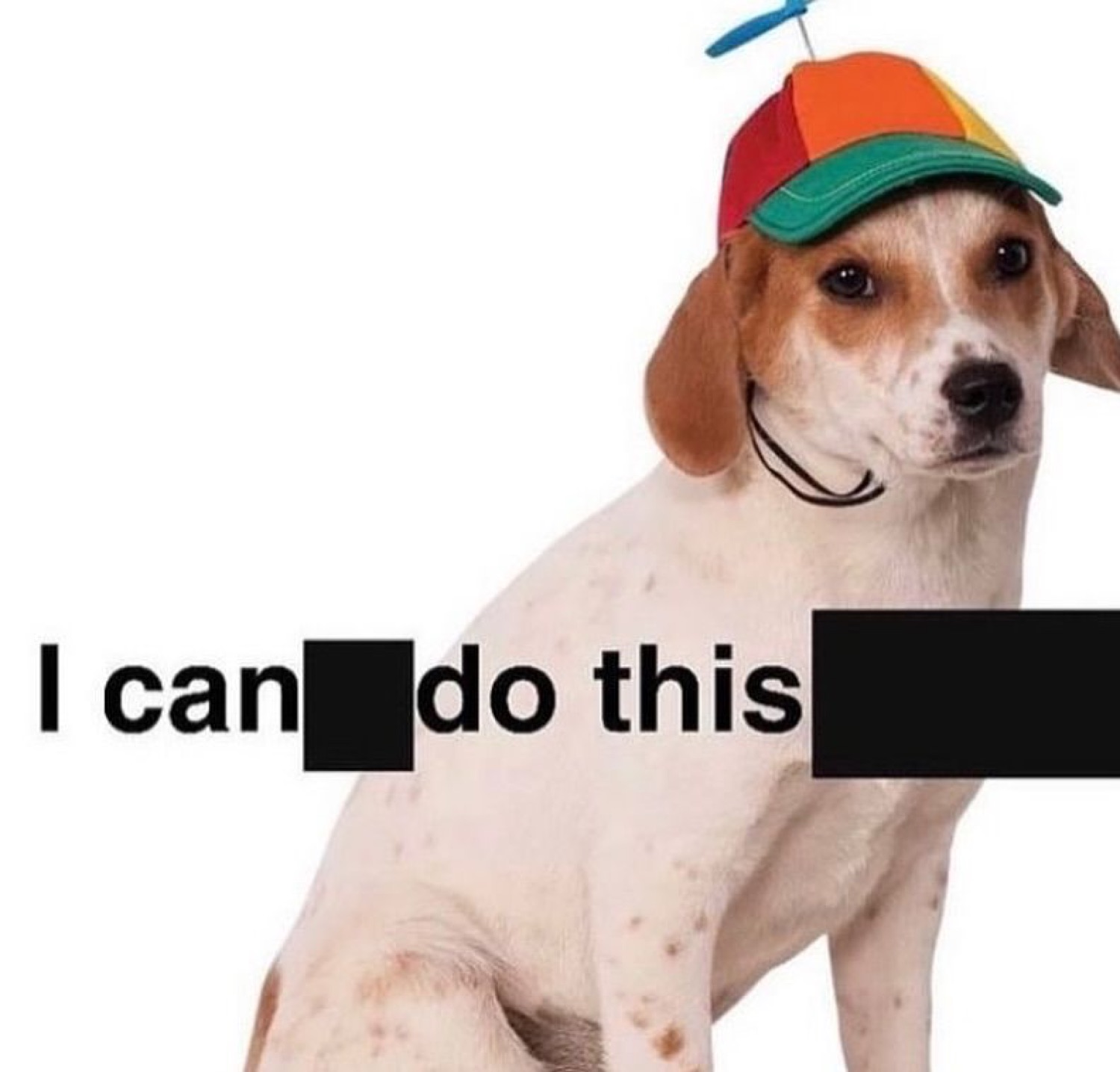 Beagle in a rainbow propeller cap captioned 'I can [redacted] do this'