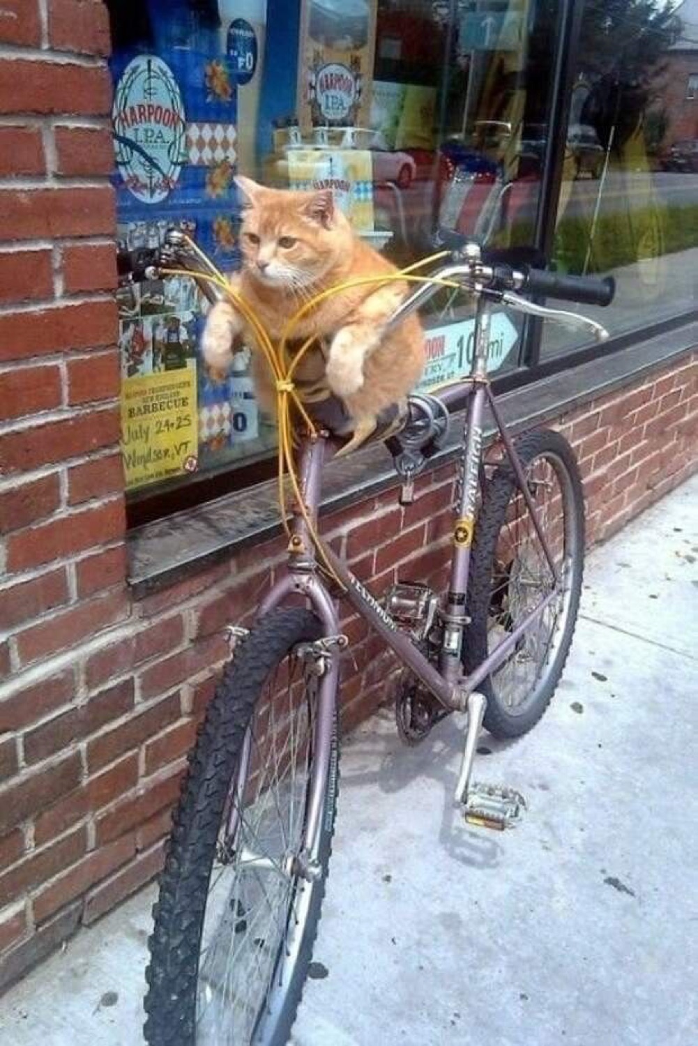 Orange cat riding in the front basket of a bicycle parked outside a shop