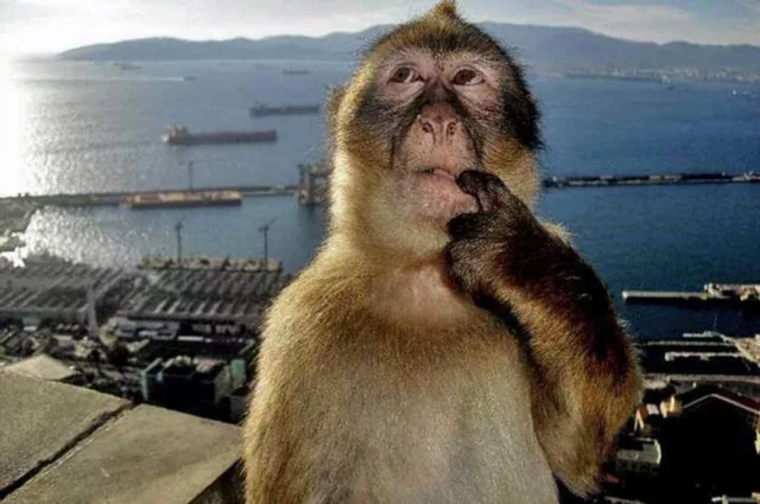 Monkey overlooking a harbor with a hand to its chin, deep in suspicious thought