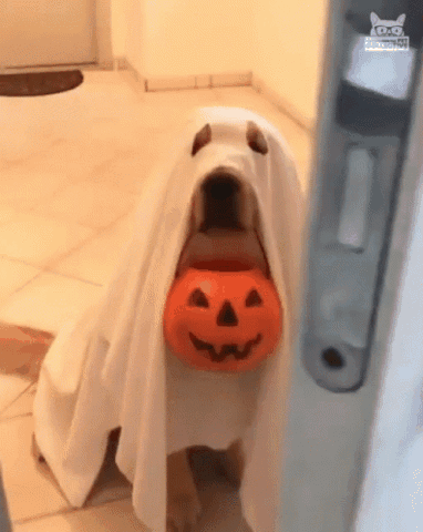 Dog in a ghost costume holding a pumpkin candy bucket