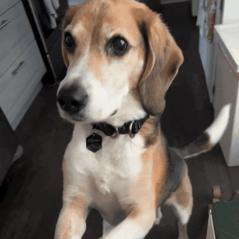 Beagle sitting on the floor staring up with a hopeful look
