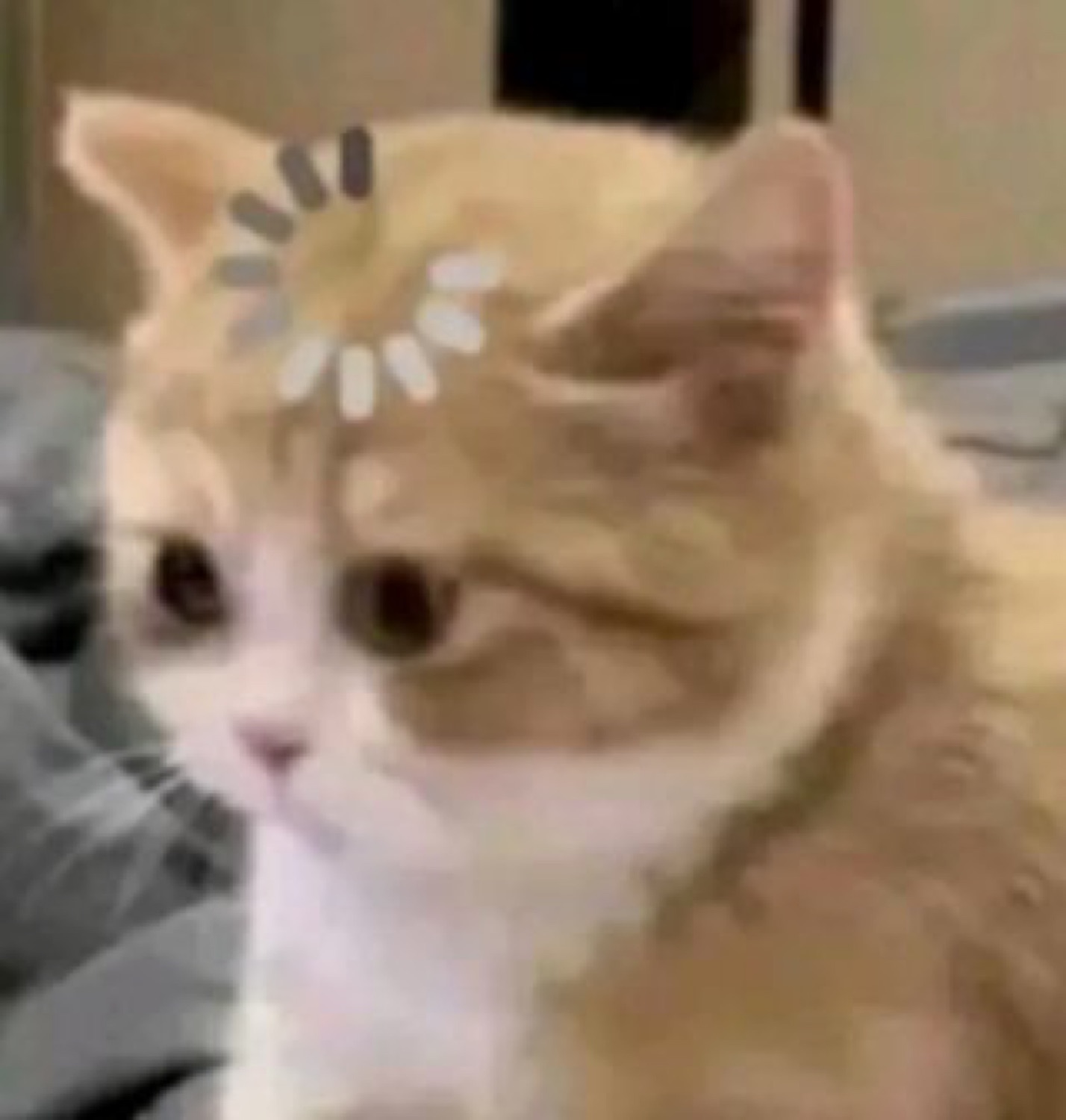 Fluffy ginger kitten with a loading spinner over its head, brain clearly buffering
