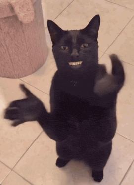 Black cat standing up on a tiled floor clapping its paws