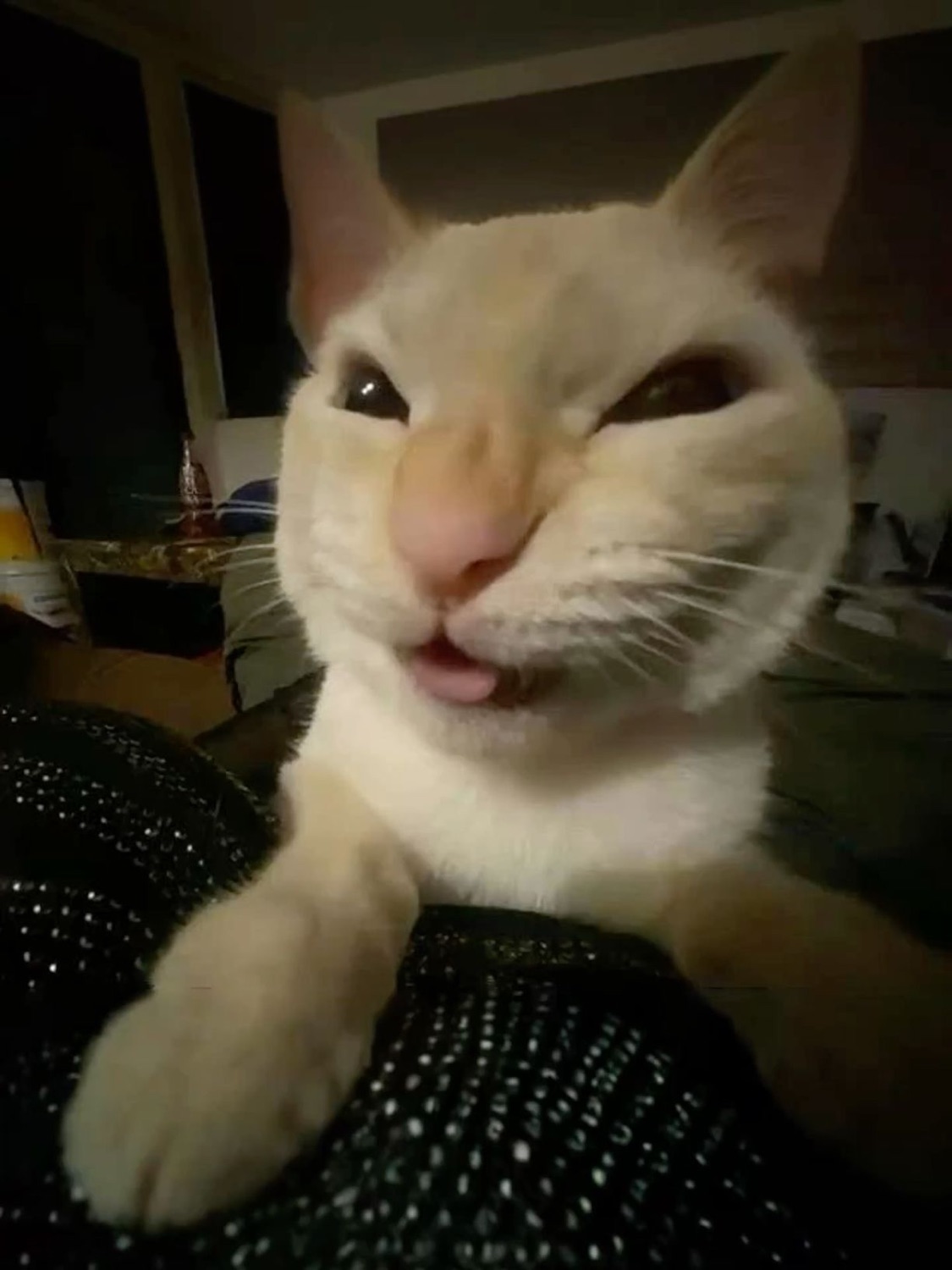 Cat with a squinting evil grin leaning into the camera