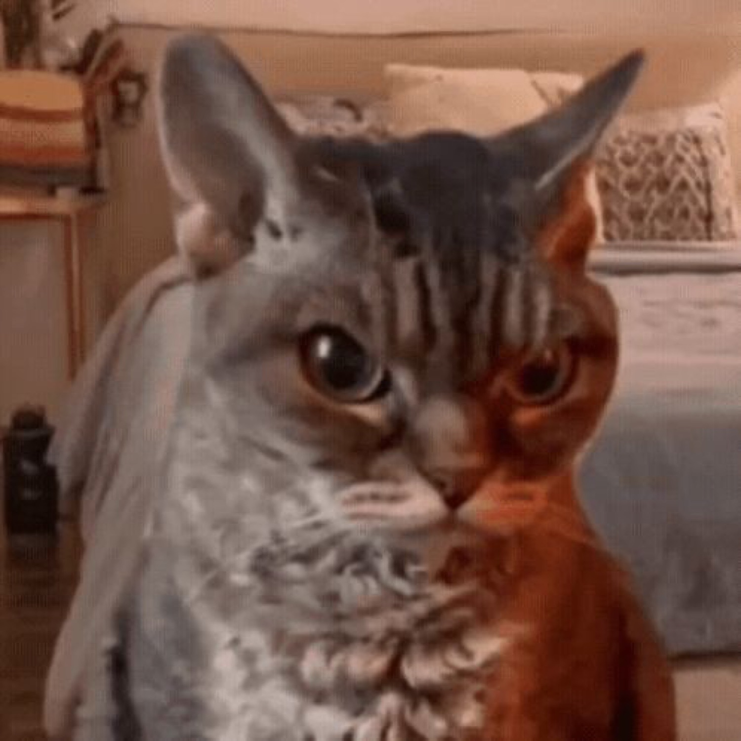 Fluffy tabby cat looking straight into the camera, thoroughly unimpressed