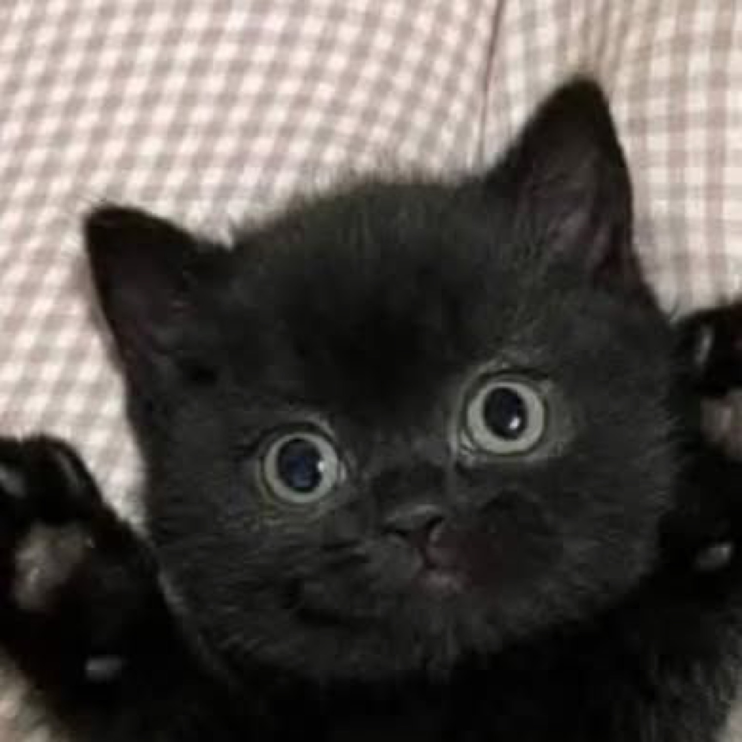 Black kitten on its back with paws up and huge startled eyes