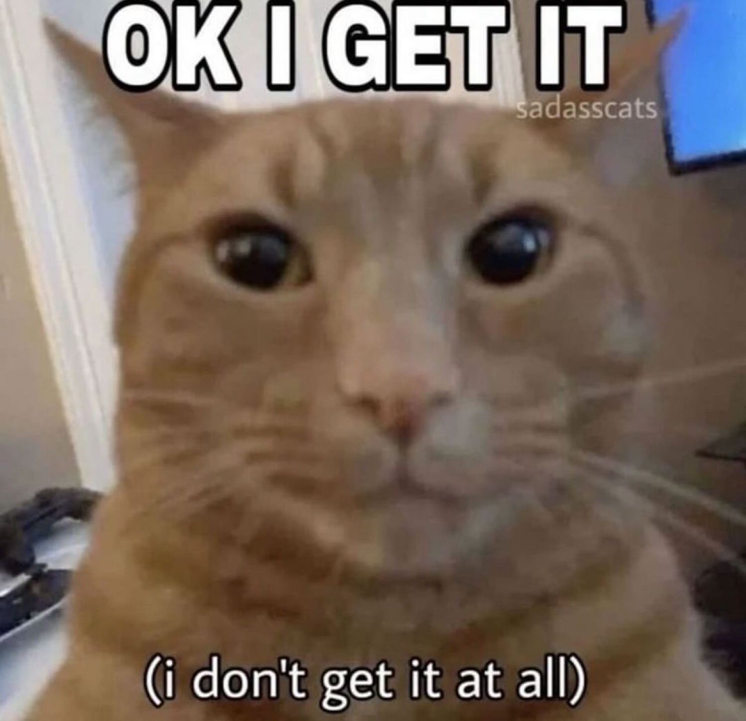 Orange cat staring blankly, 'OK I GET IT (i don't get it at all)'