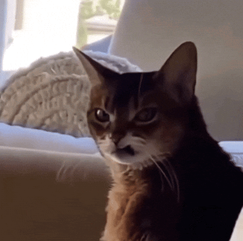 Brown cat on a couch slowly turning to glare at the camera