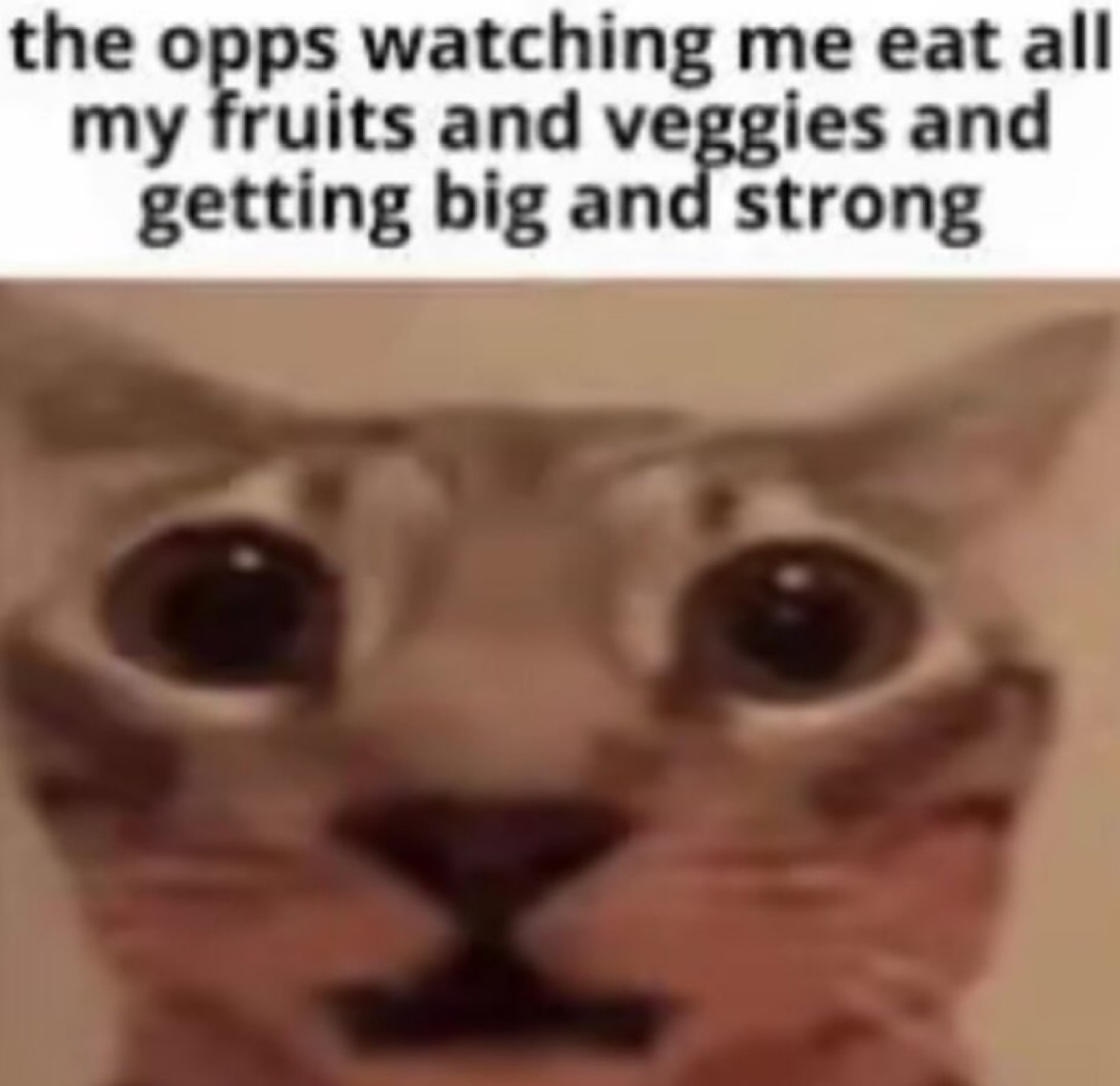 Cat with huge dark eyes staring intensely, captioned 'the opps watching me eat all my fruits and veggies'