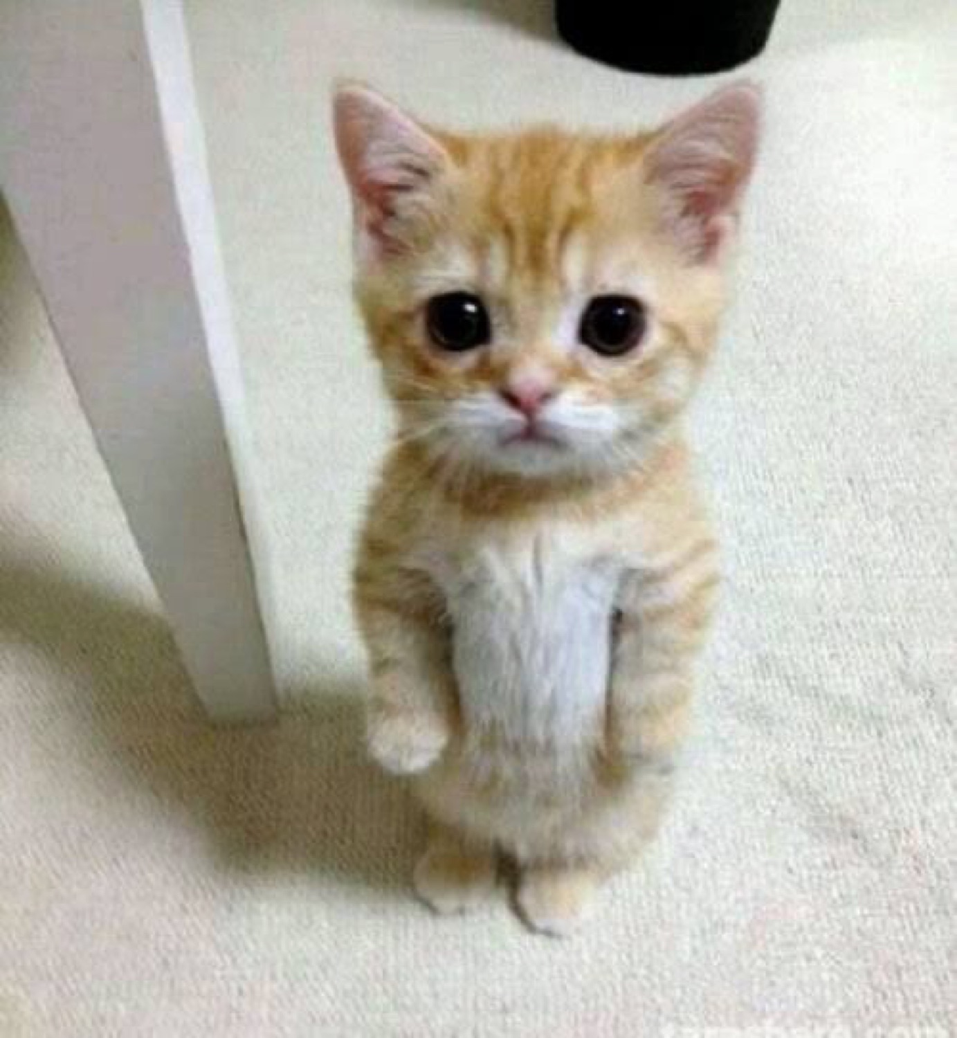 Tiny orange kitten standing upright with huge pleading eyes, paws tucked in