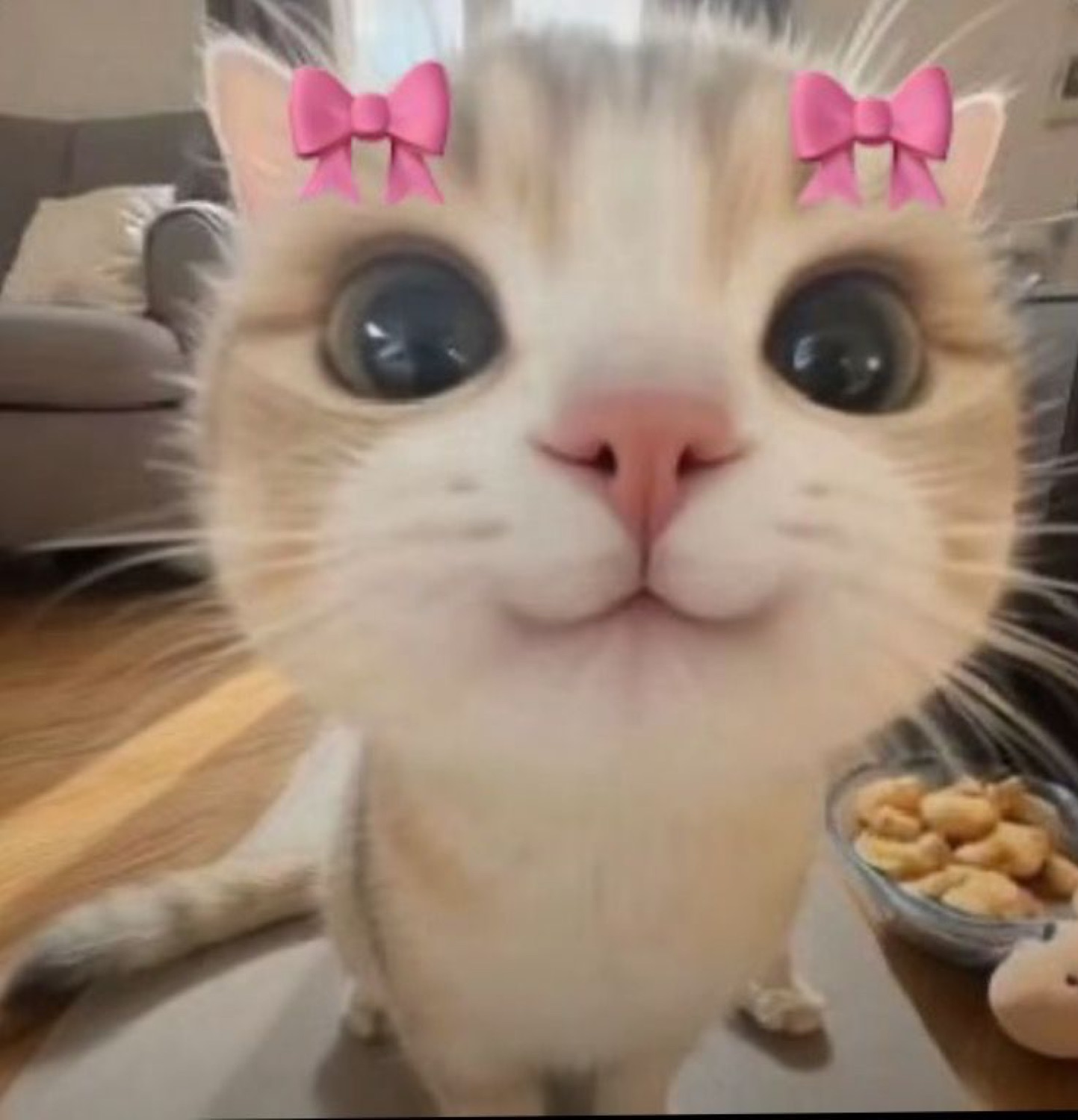 Kitten with a pink bow filter leaning into the lens with huge sparkly eyes