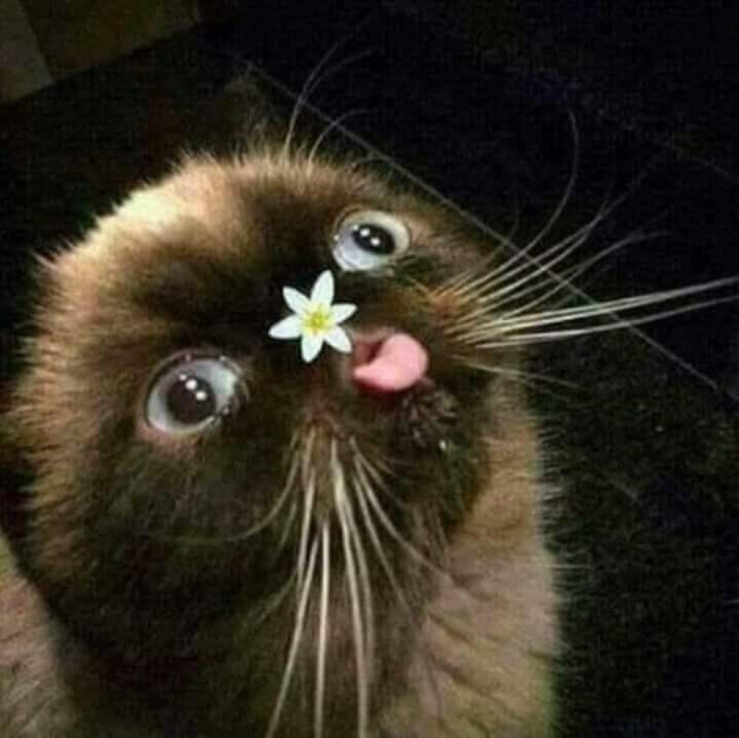 Siamese cat with huge eyes holding a tiny white flower in its mouth, tongue out