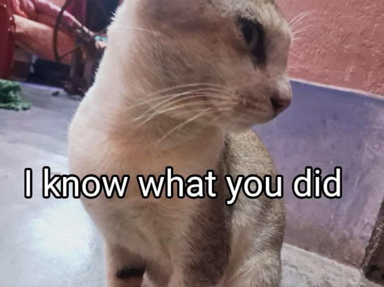 Cream-colored cat turned sideways giving a deeply suspicious side-eye, captioned 'I know what you did'