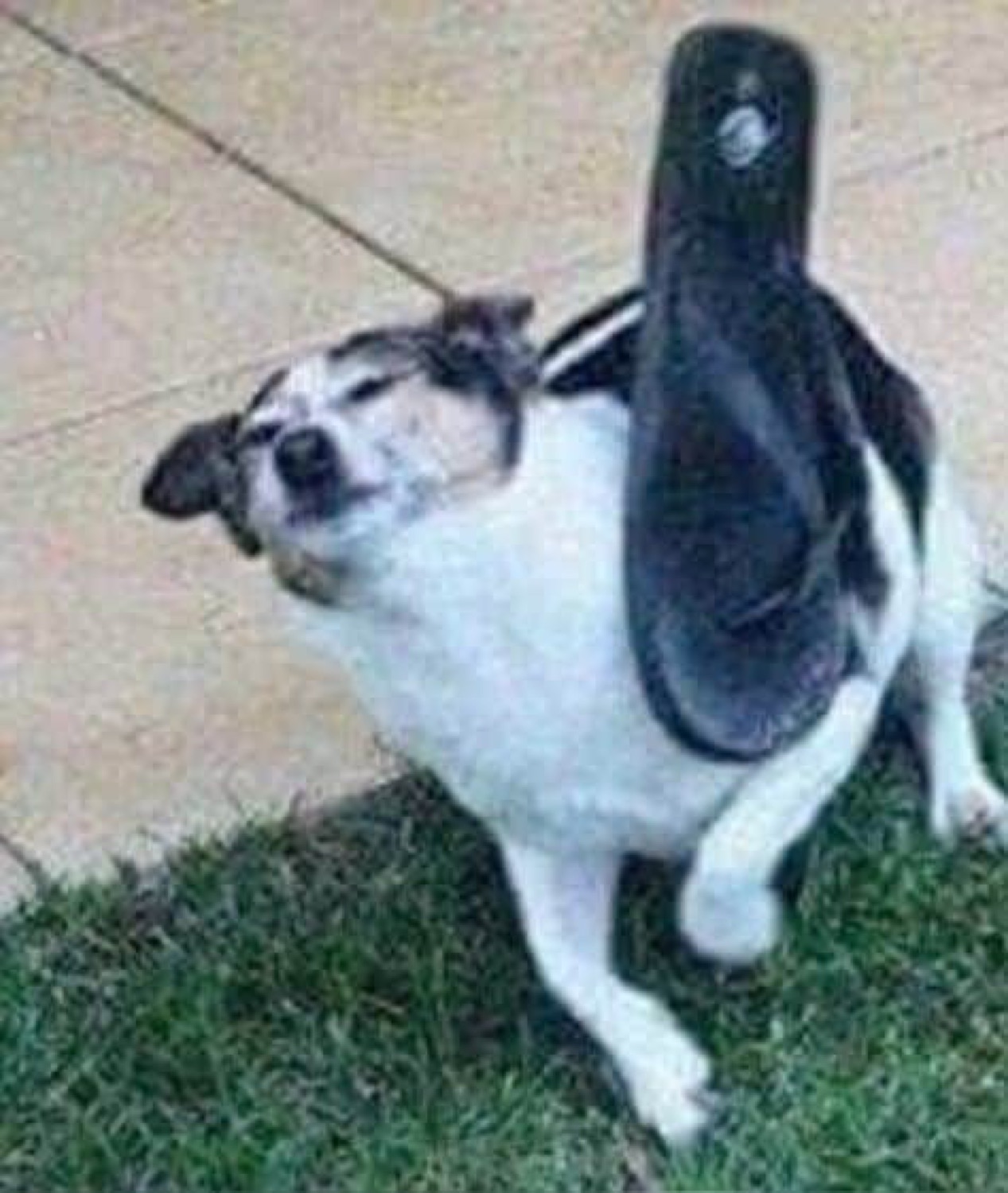 Small black-and-white dog getting smacked in the face by a flip-flop mid-action