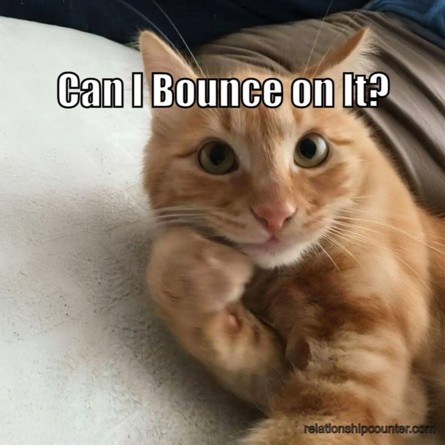 Orange tabby curled on a pillow with paws up, captioned 'Can I Bounce on It?'
