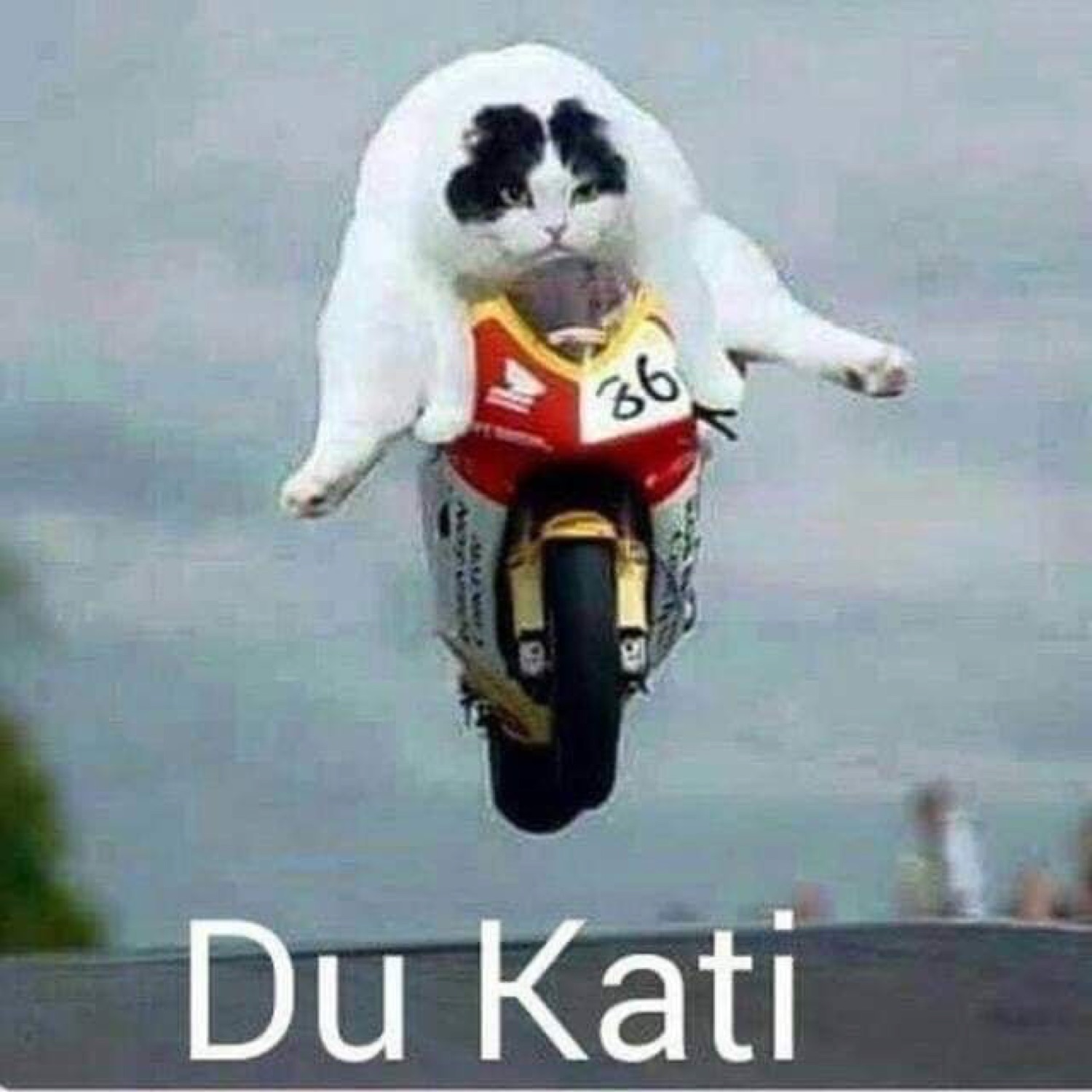 Fluffy cat riding a race motorcycle: 'Du Kati'