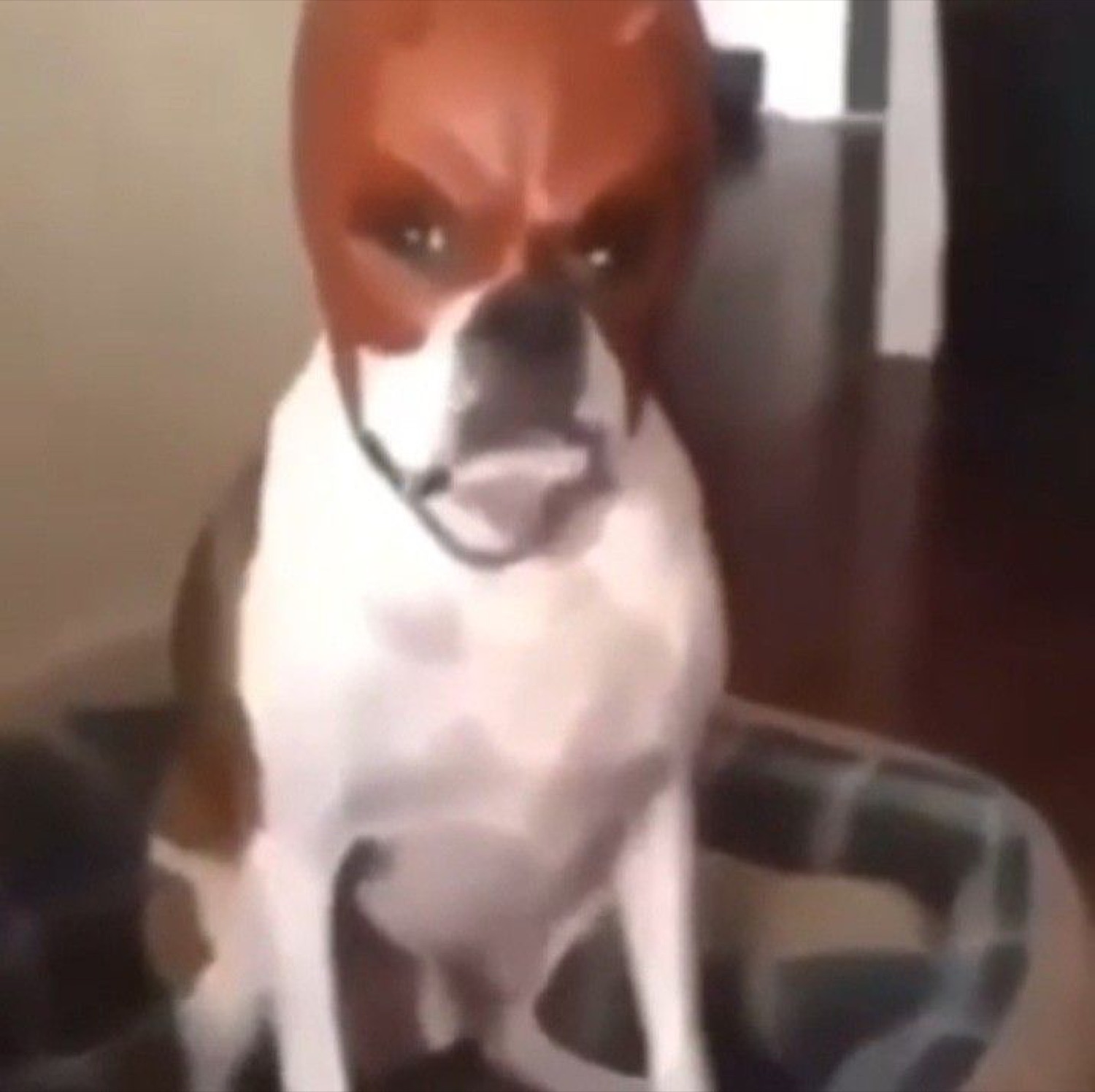 Dog with an angry frowning face glaring straight at the camera