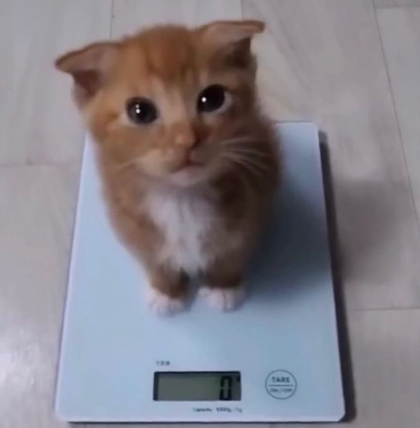 Tiny orange kitten standing on a kitchen scale that still reads zero