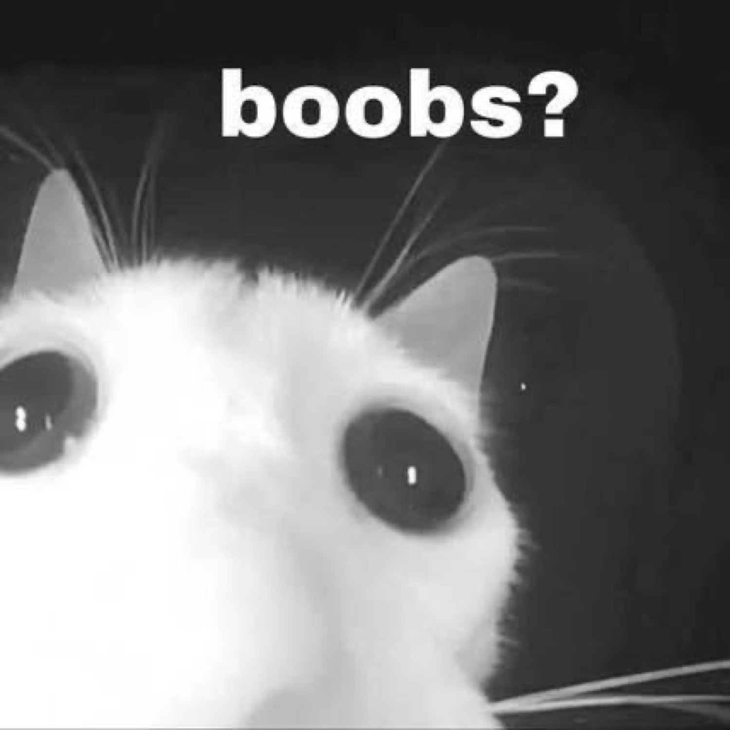 Black-and-white cat peeking up wide-eyed under the word 'boobs?'