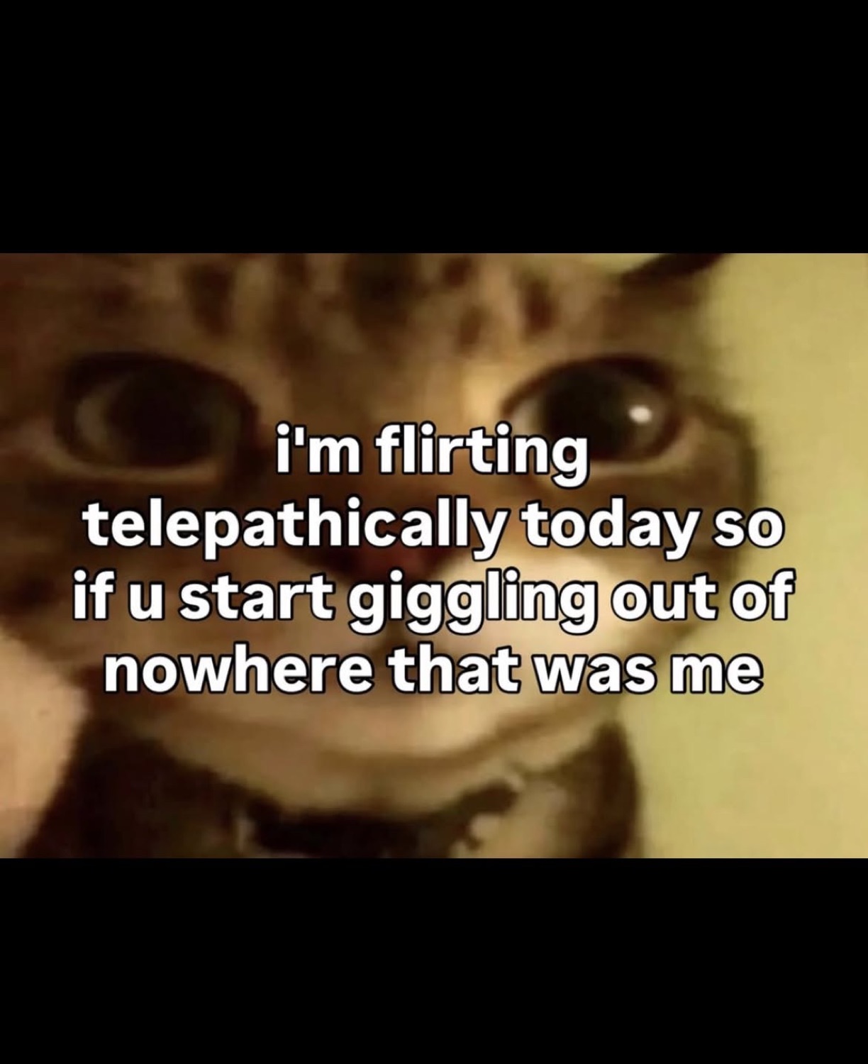 Grainy wide-eyed cat captioned 'i'm flirting telepathically today'