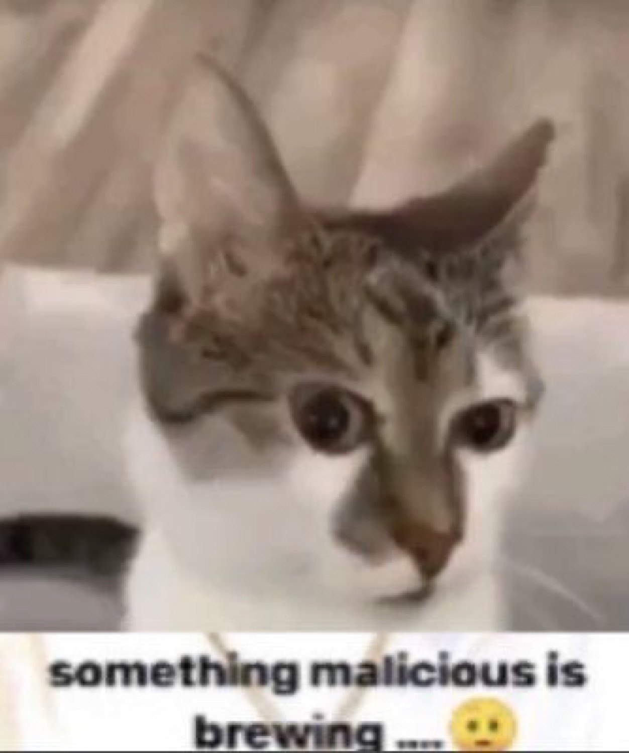 White tabby cat staring dead into the camera with text 'something malicious is brewing....'