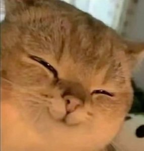 Chubby orange Scottish Fold cat lying sideways with half-closed sleepy eyes