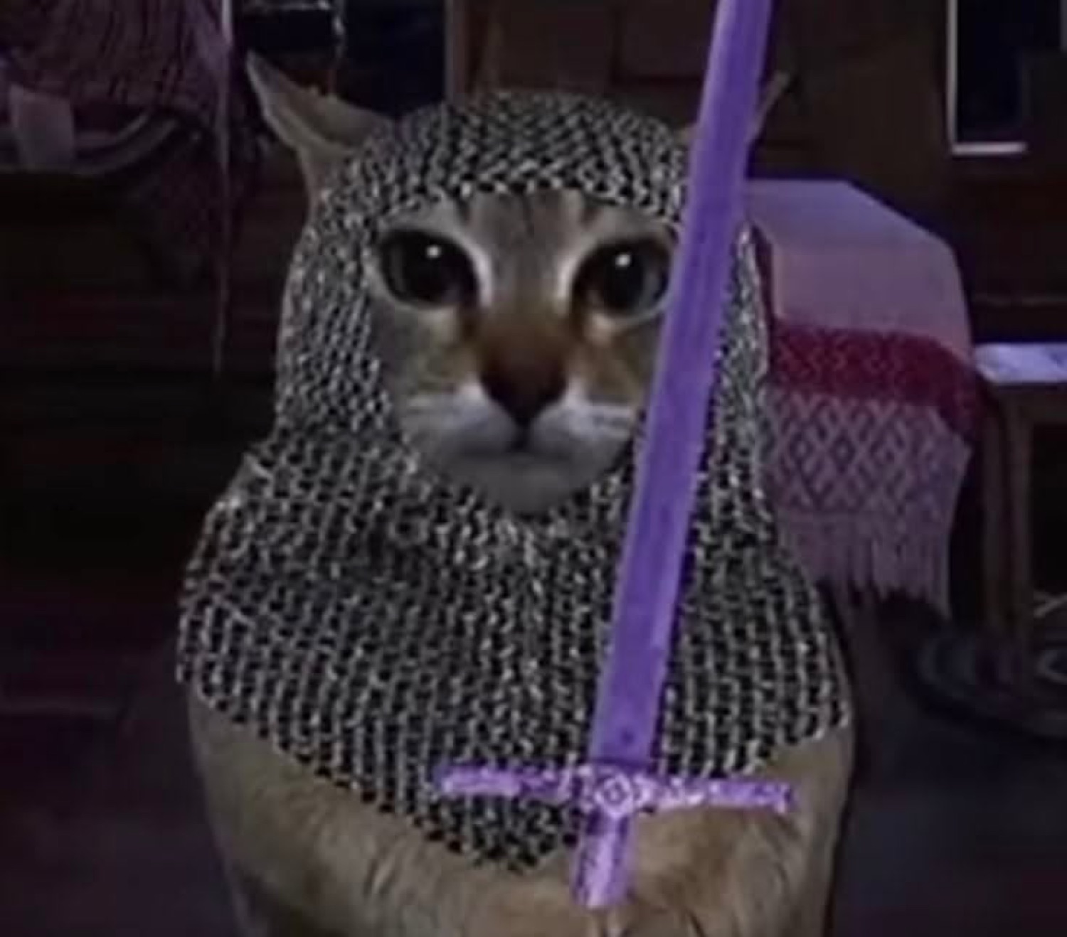 Cat in a chainmail hood holding a purple sword, staring