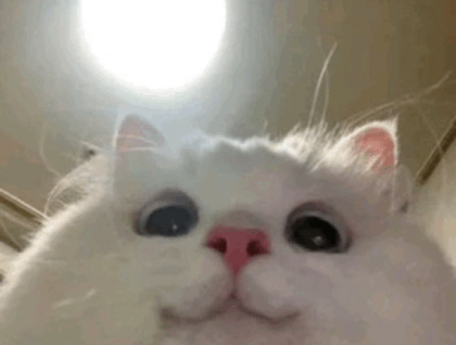 Fluffy white cat peeking at the camera with wide mismatched eyes and a subtle grin