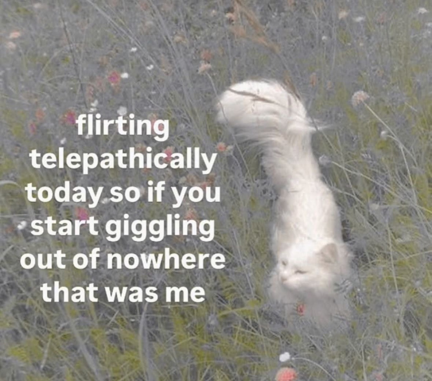 White fluffy cat stretched tall in a meadow with text 'flirting telepathically today so if you start giggling out of nowhere that was me'