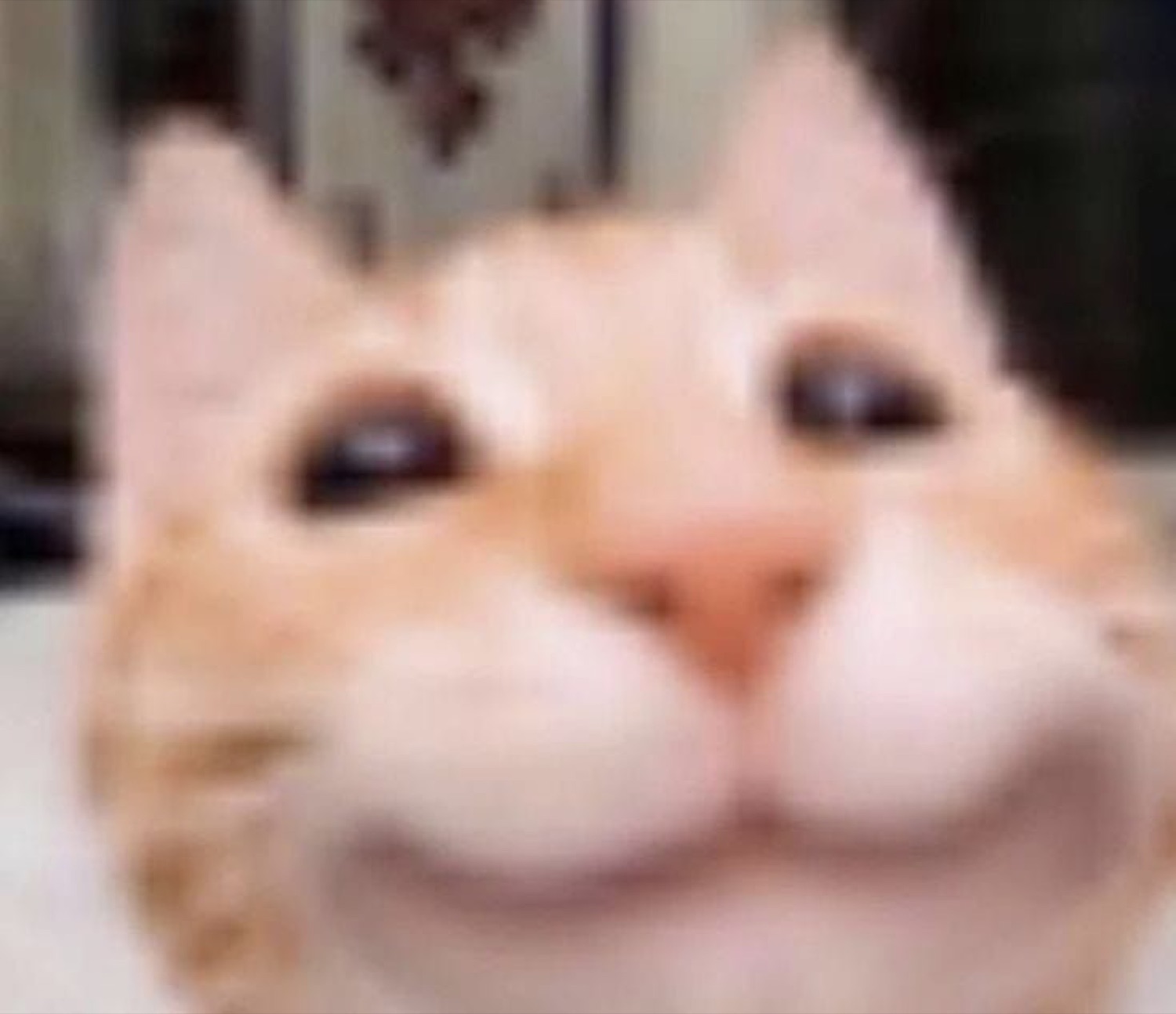 Orange cat pressed close to the camera with a big goofy smiling face