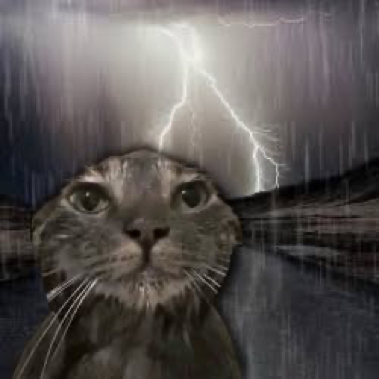Gray tabby cat staring dead ahead against a stormy lightning background