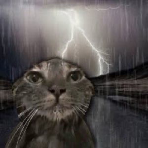 Gray tabby cat staring dead ahead against a stormy lightning background