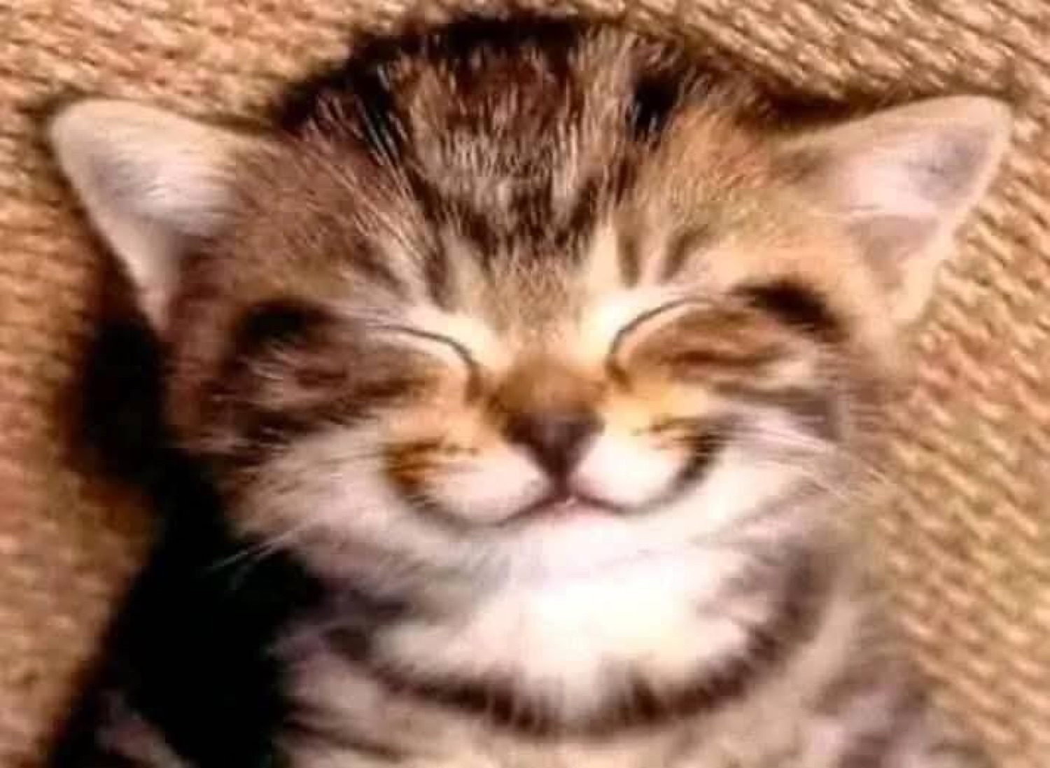 Tabby kitten with its eyes squeezed shut in an enormous happy grin