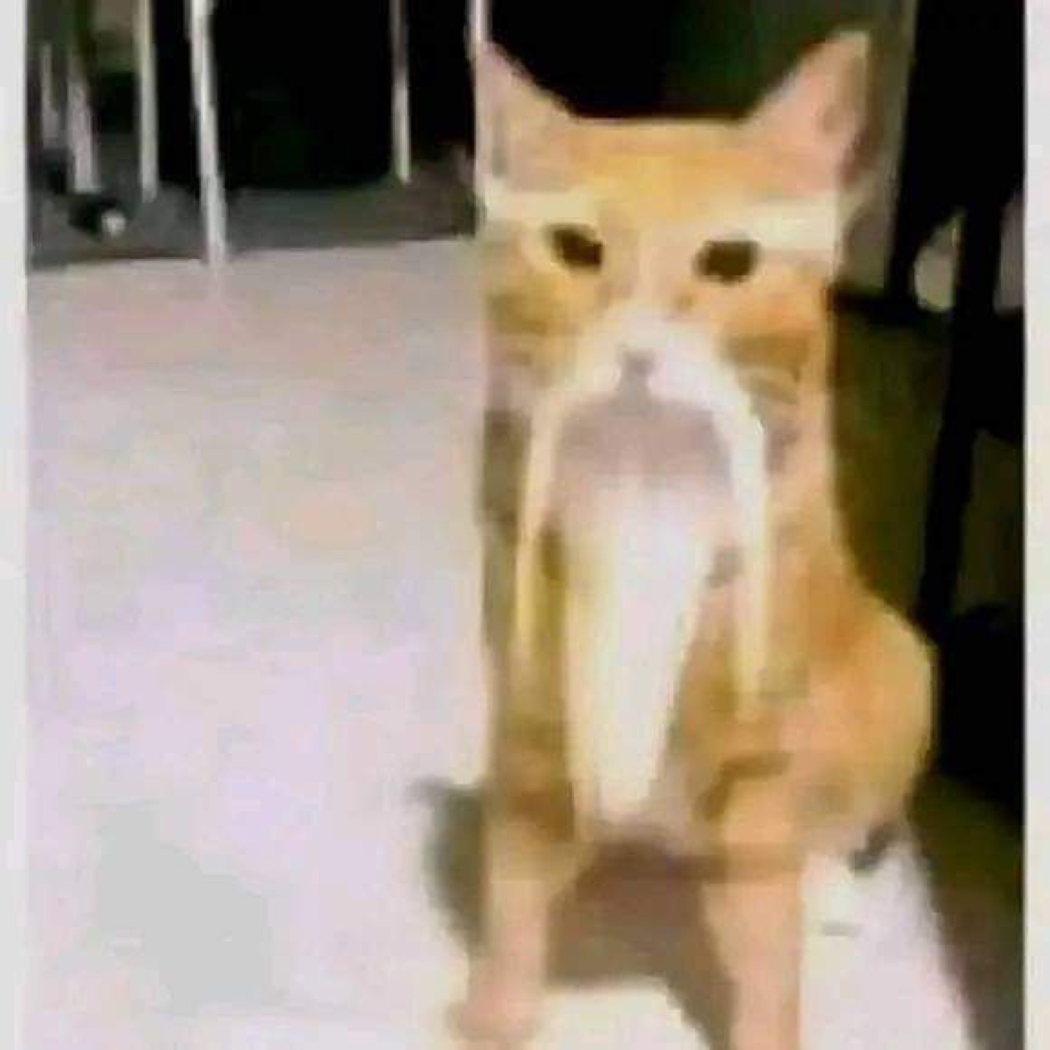 Grainy orange cat sitting and staring dead ahead at the camera