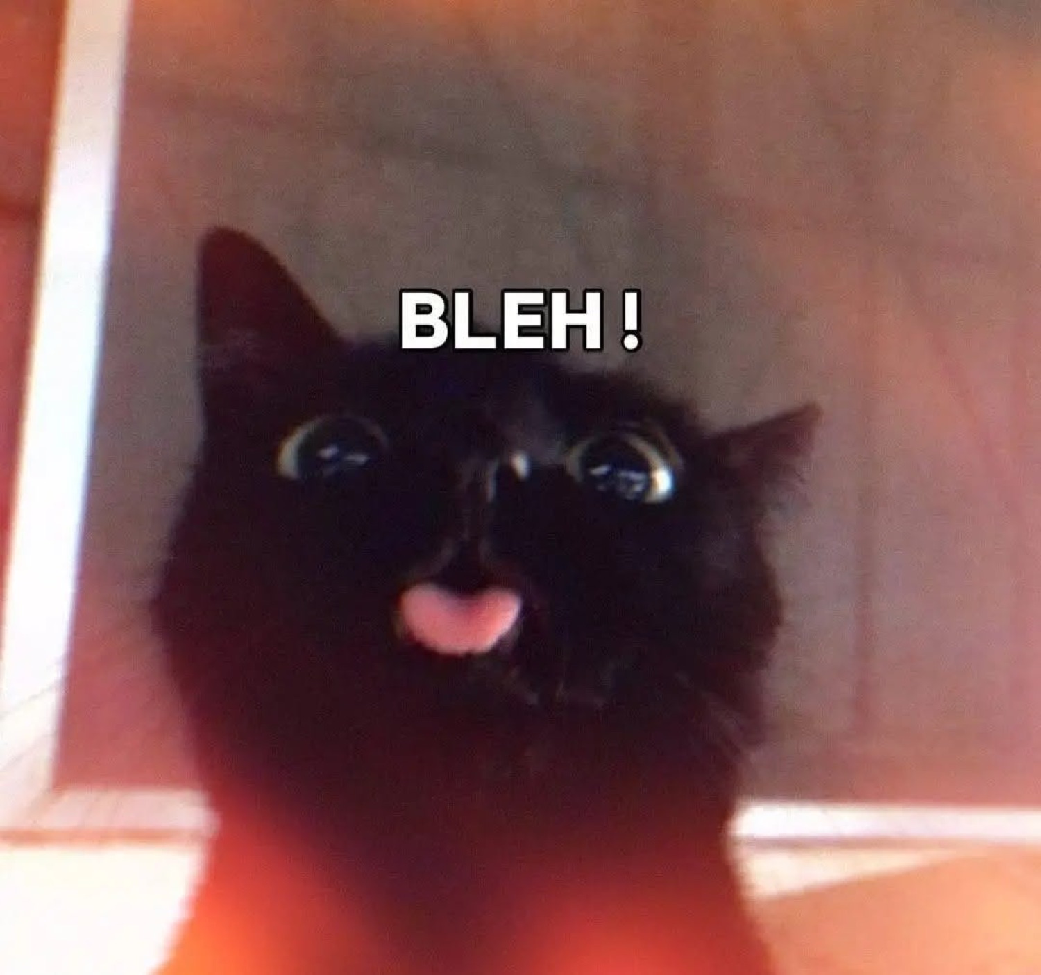 Black cat with wide eyes poking its tongue out captioned 'BLEH!'
