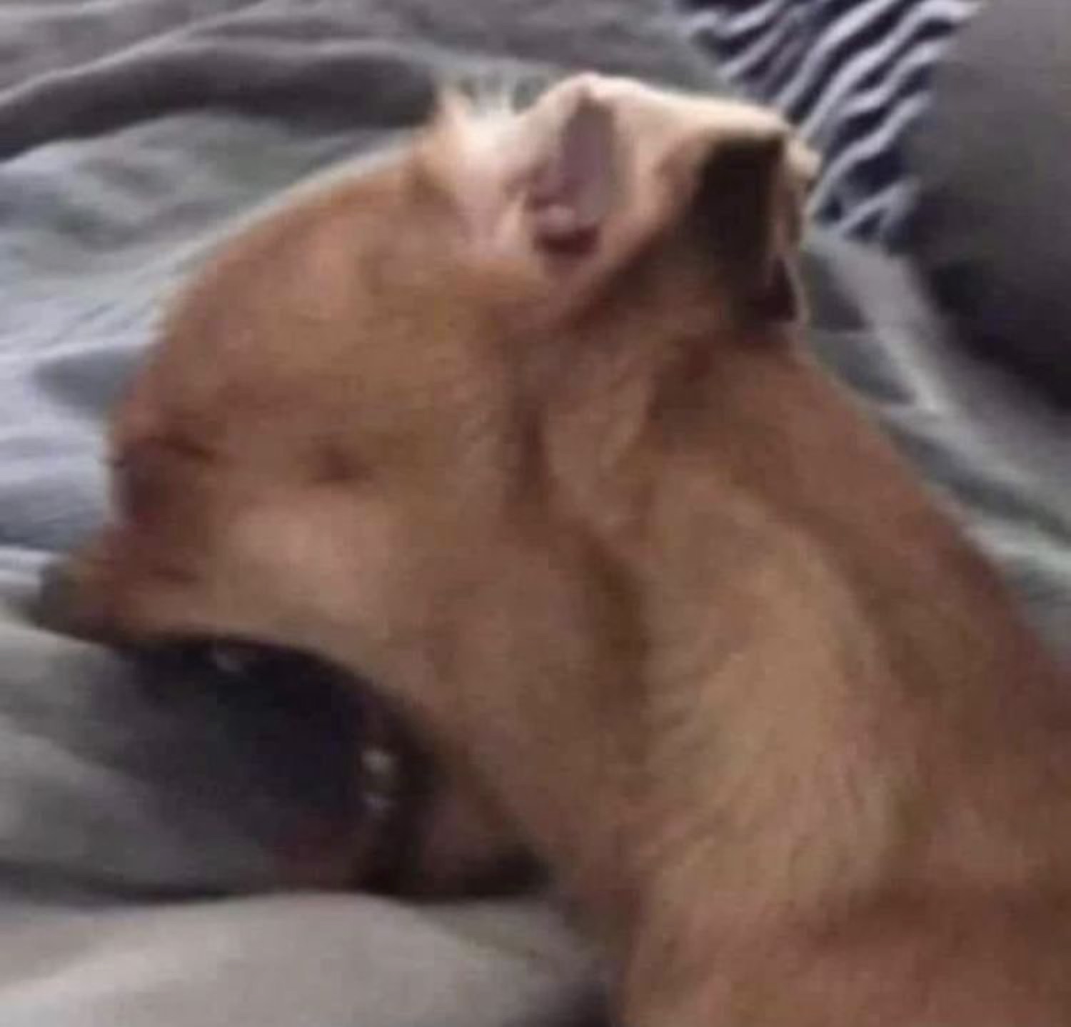 Ginger dog on a bed throwing its head all the way back in pure exasperation
